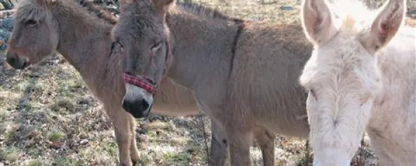  Albin Don je pripadnik dalmatinske pasme oslov