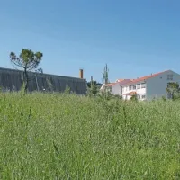 Tudi cvetenje trav, ki so vetrocvetke, botruje alergijam