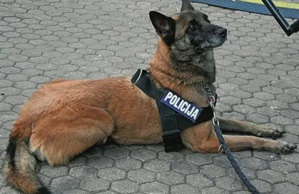 Belgijski ovčar, pasma,  najpogosteje zastopana v slovenski policiji in vojski, vse pogosteje jo je mogoče srečati tudi med reševalci