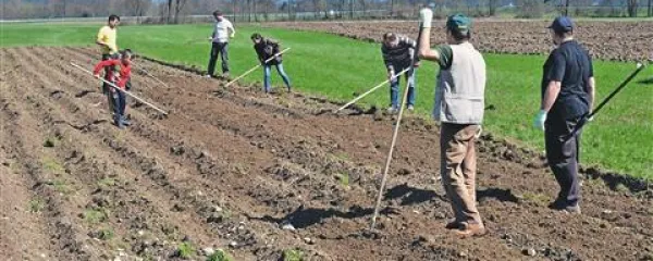 Da tujerodne sorte motijo glasbeno in naravno harmonijo, so prepričani tudi glasbeniki, ki so 14. aprila takole poprijeli za motike in grabljice in posadili 35 kilogramov belokranjskega in posavskega  česna. Sadili so   Brina Vogelnik, Eva Hren, Gregor Volk, Irena Preda, Janez Dovč, Vesna Zornik, VJ Rasta, Chantal van Mourik, Gušti, Sergej Ranđelović, Petra Trobec, Anuša Gaši, Jurij Moškon, David Stonič, Jure Longyka, Zdenko Matoz, Boštjan Gombač, Bojan Cvetrežnik, Janez Križaj, Ana T. Kus, Miha Dovč. 