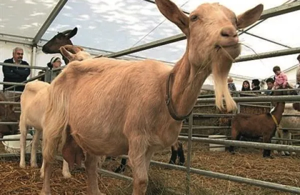 Na Koroškem je bil aprila lani prvič odkrit in dokazan primer izbruha okužbe s klopnim meningoencefalitisom tudi s pitjem surovega kozjega mleka