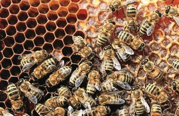 Glede na poročilo so od žuželk še posebej užitne čebele in mravlje
