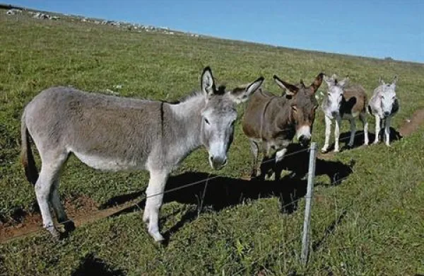 Fotografija je simbolična