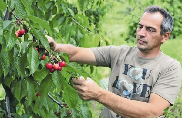 Tudi na kmetiji  Mavrič iz Kojskega ocenjujejo, da bodo letos lahko ponudili le pol toliko češenj, kot bi jih sicer 