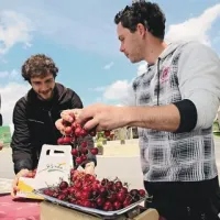 Ker letina ni obilna, bo najbrž treba letos globlje seči v žep, če bi radi zobali češnje; predvsem ob nakupu pri branjevkah v mestih.
