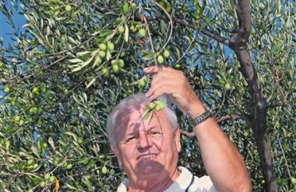 Cene so pretirane, nekateri stroški pa niso upoštevani, denimo pomagala pri obiranju oljk, opozarja oljkar Dino Pucer