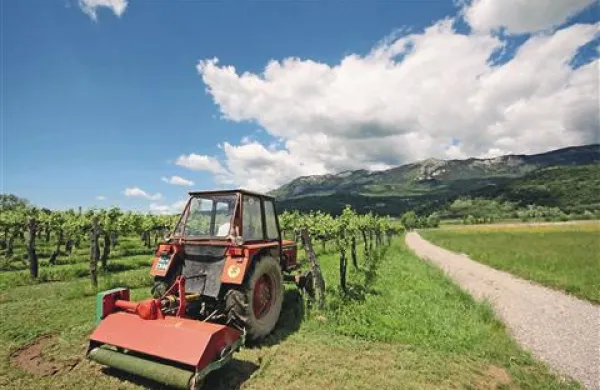 Katastrski dohodek za vinograde bi se v povprečju povečal celo za štirinajstkrat 