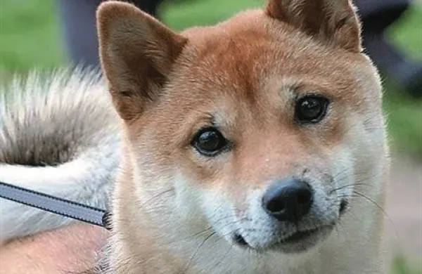 Pasma Shiba Inu je ena izmed najstarejših japonskih pasem