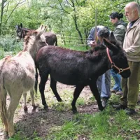 Namen popisa oslov v Sloveniji je  priprava rejskega programa za to žival, ki je marsikje precej podcenjena