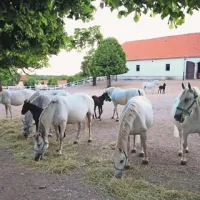 Dejavnosti konjereje in konjeništva ter varovanja narave  bodo v Kobilarni Lipica z novim zakonom ostale del  javne službe, zato bodo v kratkem vodnike, ki so na plačilni listi hčerinske gospodarske družbe, “prenesli” v javni zavod  
