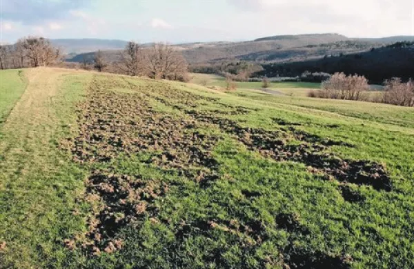 Na njivah  divji prašiči poberejo pridelke, iz travnikov pa naredijo “njivo”, še preden jih uspejo lastniki pokositi, opozarjajo bistriški kmetje