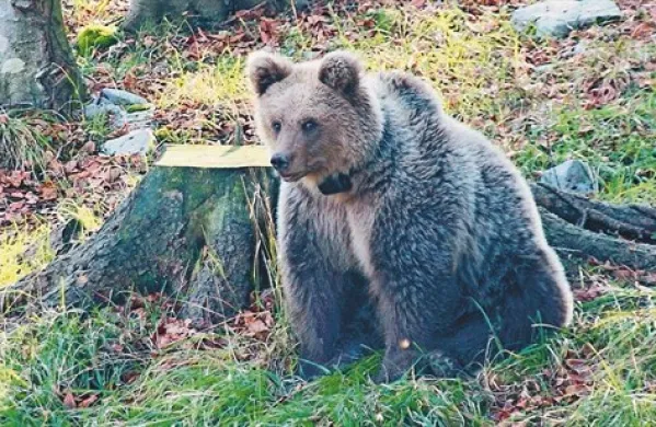 Kosmatinci so sedaj zelo aktivni, zato se moramo na nastale okoliščine tudi ljudje prilagoditi