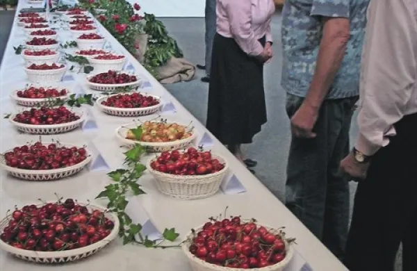 Na razstavi v Lokavcu je na ogled 66 vzorcev 34 sort