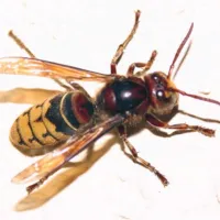 Sršen