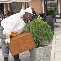 Za čebele, ki so rojile na neprimernem kraju sredi Kopra ... 