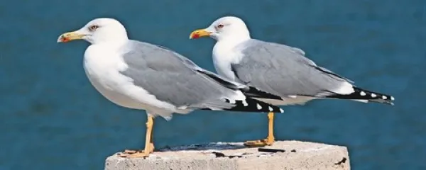 Rumenonoga galeba na preži