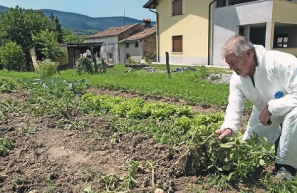 Franko Arčon kaže na razdejanje tik ob hiši, ki ga vsako noč povzročijo divji prašiči 