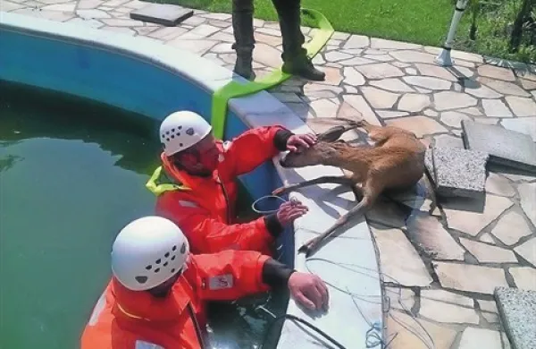 Gasilci iz bazena re&scaron;ili srno
