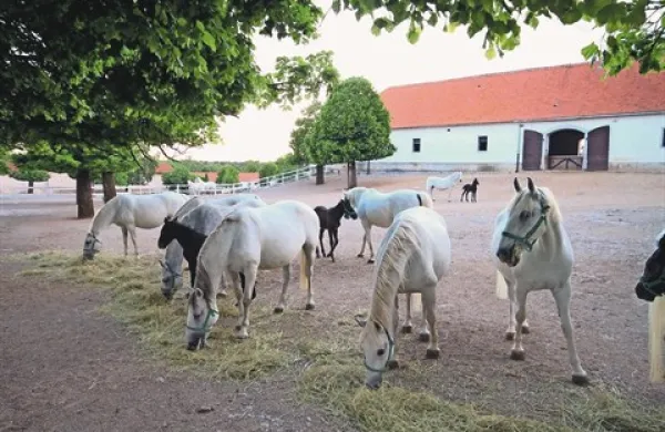 Za Kobilarno Lipica bi bilo najbolje, da ostane enotna, je glede osnutka novele zakona o Kobilarni Lipica opozoril v.d. direktorja kobilarne Boštjan Bizjak