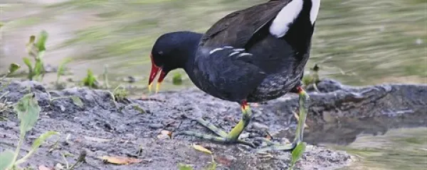 Zelenonoga tukalica je zelo  plašna