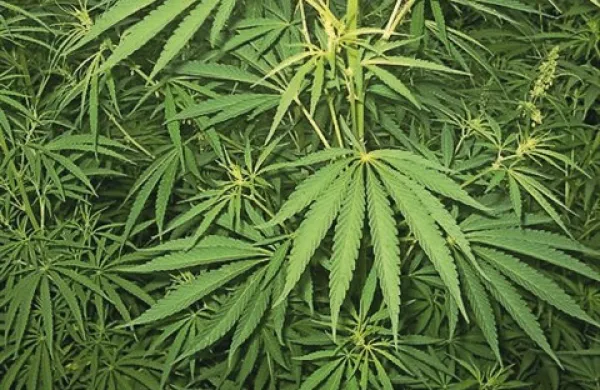 Odkar je ameriška zvezna država Kalifornija leta 1996 legalizirala marihuano, so se po državi, predvsem na severu razpasli nasadi, ki so začeli uničevati ekosistem