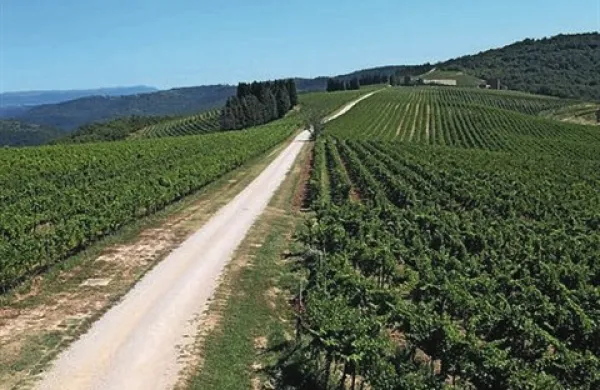 V Sloveniji je poleg registriranih vinogradov (na fotografiji trte vinograda na Briču) še neugotovljena količina neevidentiranih. 