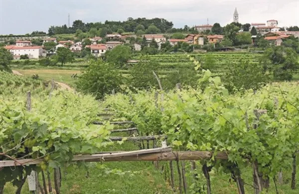 Na Krasu velja vzpodbujati  tradicionalno kmetijstvo tako, da se ustrezno rabi prostor in da se ohranja  kakovost življenja. Upošteva se napredek na način, da se ohrani tipiko Krasa.