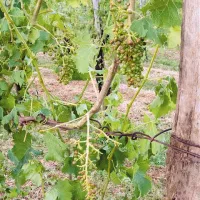 Na prvi pogled je neurje hudo oklestilo nekatere vinograde 