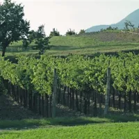  V register pridelovalcev je vpisanih 16.000 hektarjev vinogradov, pridelek pa prijavljajo le s 13.500 hektarjev. Veliko pridelka je  neevidentiranega. 