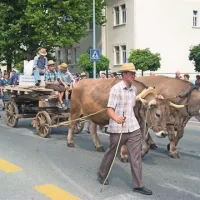 Razvojnemu društvu Merišče iz Merč so sklepni kamen za solkanski most namesto konj v Postojno pomagali pripeljati voli.  