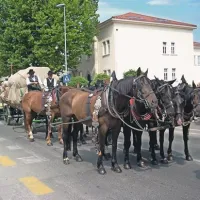 Gledalci so občudovali člane Društva za oživljanje lokavškega izročila, ki so uspešno krotili osem konj, kar ni mačji kašelj. Za trud so bili zato nagrajeni s prvim mestom za najbolj zanimiv voz.
