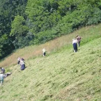 Za kosci so grabljice razgreble  travo in jo obračale, da se je krma hitreje sušila 