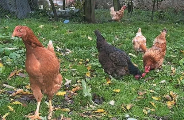 Pred kradljivci niso varne niti kokoši