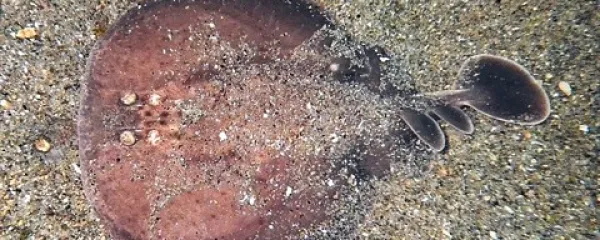 Mladi primerek marmoriranega električnega skata