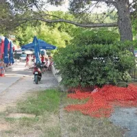 Mreža, ki je ograjevala parkirišče, pozabljena leži ob potki, po kateri kopalci hodijo na plažo