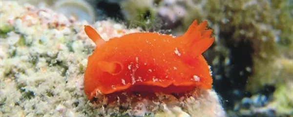 Oranžni goli polž še čaka na identifikacijo