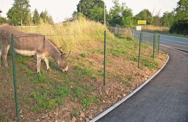 Gradbeni delavci so pred dnevi na travniku Jožeta Mihaliča odstranili začasno  ograjo, skozi katero so mu na glavno cesto bežale kokoši in oslica, ter nazaj namestili mrežasto ograjo