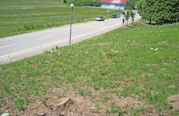 Ob bloku na Rožni ulici 8 v Postojni je za borovim in macesnovim gozdičkom ostalo le še 27  štorov. Stanovalci so prepričani, da je upravnik Dušan Gavranić iskal in dobil (nezakonito) soglasje občine za posek zasebnih dreves, ker jih sicer ne bi mogel