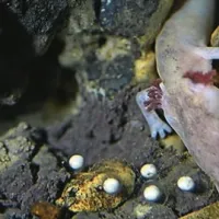 V akvariju Postojnske jame je ena od ribic 10. avgusta začela izlegati jajčeca