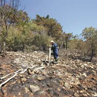 Ogenj ni zajel dreves in krošenj, ampak je uničeval nižje predele, poraščene s podrastjo
