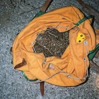  Zaseženi ježi v Brežicah