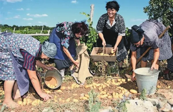 Krompir je že rešil marsikatero težavo s pomanjkanjem hrane v narodovi zgodovini