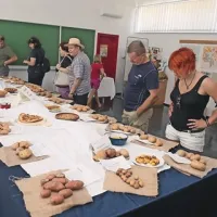Kraške kmetice so postavile na ogled tradicionalne in sodobne jedi iz krompirja