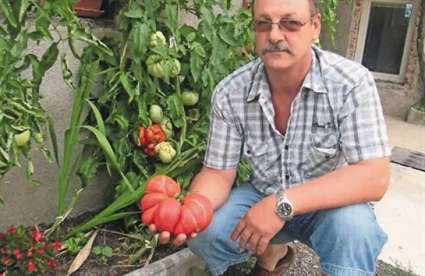 Paradižnik iz semen, ki so jih pozobale koko&scaron;i