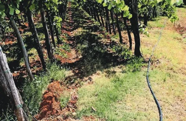 Ob  visokih stroških namakalnega sistema in vode uporabljajo vodo iz javnega vodovoda za kapljično namakanje trt na Krasu le večji vinogradniki
