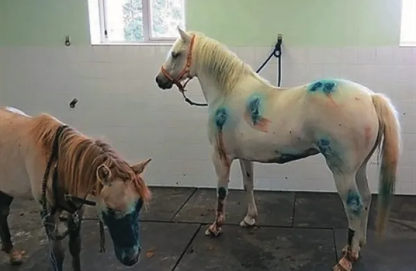 Kobili iz Škocjanskega zatoka, ki sta od napada v začetku julija v oskrbi na ljubljanski veterinarski fakulteti, se bosta v koprski naravni rezervat vrnili v začetku septembra