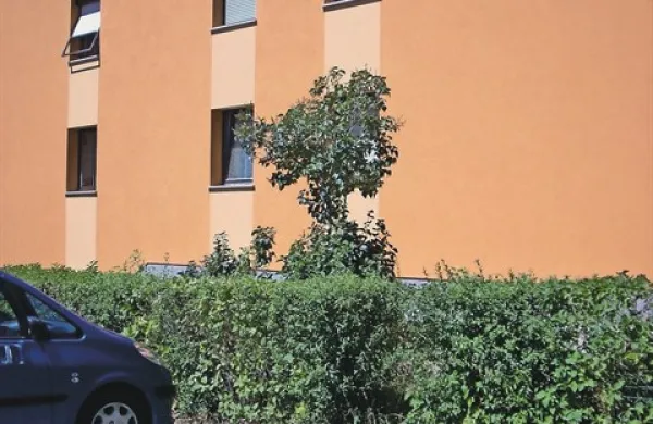 Podiralce dreves prijavili policiji