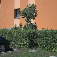 Padla drevesa ob bloku na Rožni ulici 8 še vedno burijo duhove, saj stanovalci glede krivde za nedovoljeno sekanje s prstom kažejo na upravnika Dušana Gavranića in občinskega uradnika Rifeta Kendića