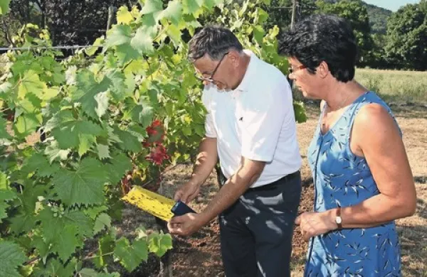 Strokovnjaki kot sta Drago Kocjan in Majda Brdnik, letos s pomočjo lepljivih plošč ugotavljajo, da se je populacija ameriškega škržatka na Krasu zmanjšala