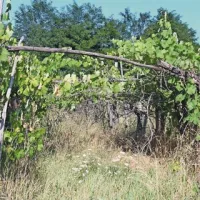 Opuščeni vinogradi so konstantna grožnja tudi sosednjim, vzdrževanim vinogradom